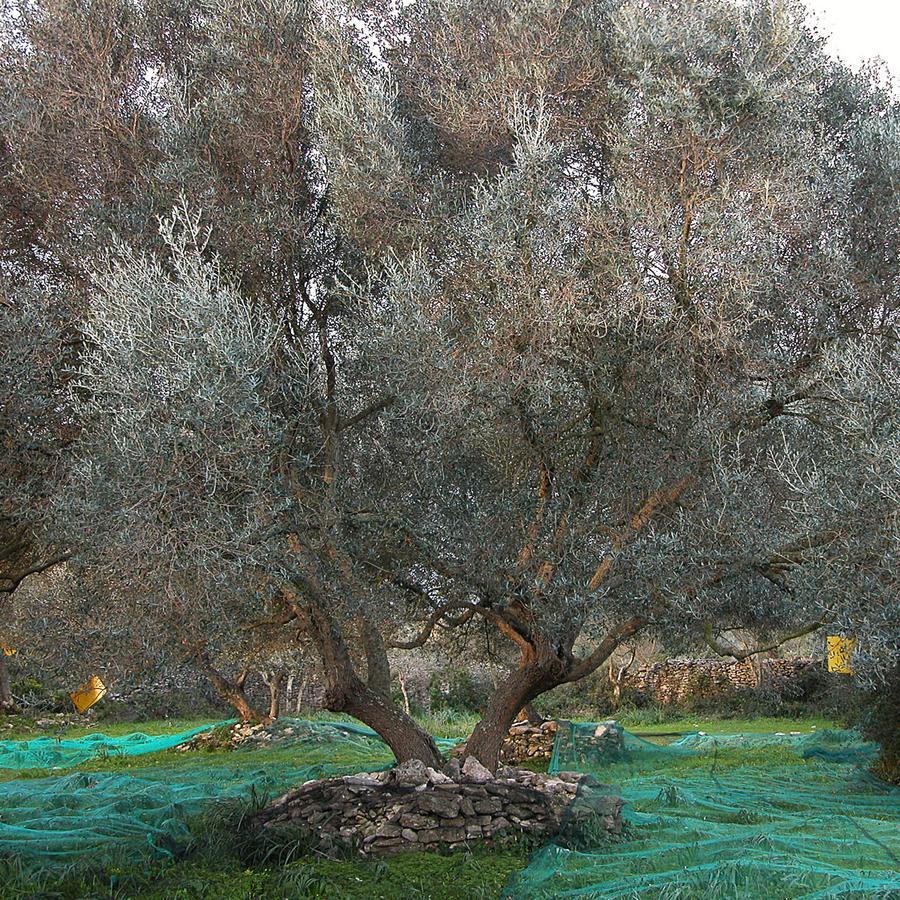 A Loghja Di Cavallo Morto Bonifacio  Exteriér fotografie