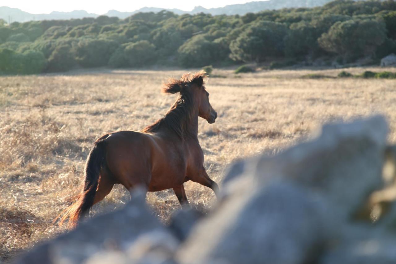 A Loghja Di Cavallo Morto Bonifacio  Exteriér fotografie